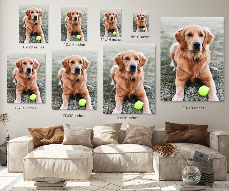 May include: Golden Retriever dog portrait on canvas prints in various sizes. The dog is lying down on grass with a tennis ball. The prints range from 8x10 inches to 30x40 inches. The dog has a light brown coat and is looking at the camera.