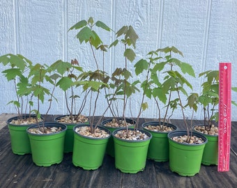 Set of 34 Red Maple Pre-bonsai Trees in 4" Pots, 2 Years, Outdoor Bonsai Tree