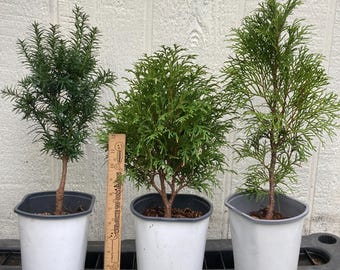 Set of (3) Pre-bonsai trees, Yew, Arborvitae