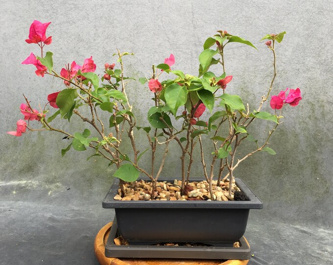 Bougainvillea Bonsai Forest in 8 Plastic Bonsai Pot, 34 Years