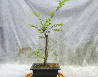 Yaupon Holly Bonsai Tree in 6 Plastic Bonsai Pot With Humidity Tray and  Gravel, Flat Canopy, 8 Years, Evergreen Flowering Outdoor Bonsai 
