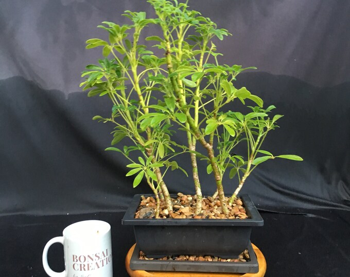 Schefflera Bonsai Forest in 8 Plastic Bonsai Pot With Gravel and
