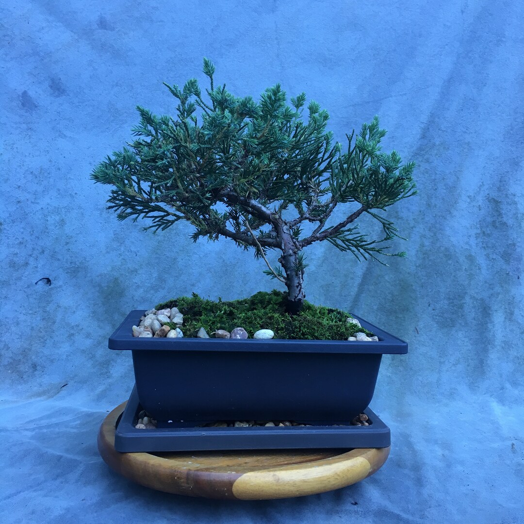 Juniper Bonsai Tree in 8 Plastic Bonsai Pot With Humidity Tray and