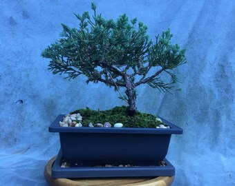 Juniper Bonsai Tree In 8" Plastic Bonsai Pot With Humidity Tray And Gravel, 8-10 Years, Evergreen Outdoor Bonsai Tree