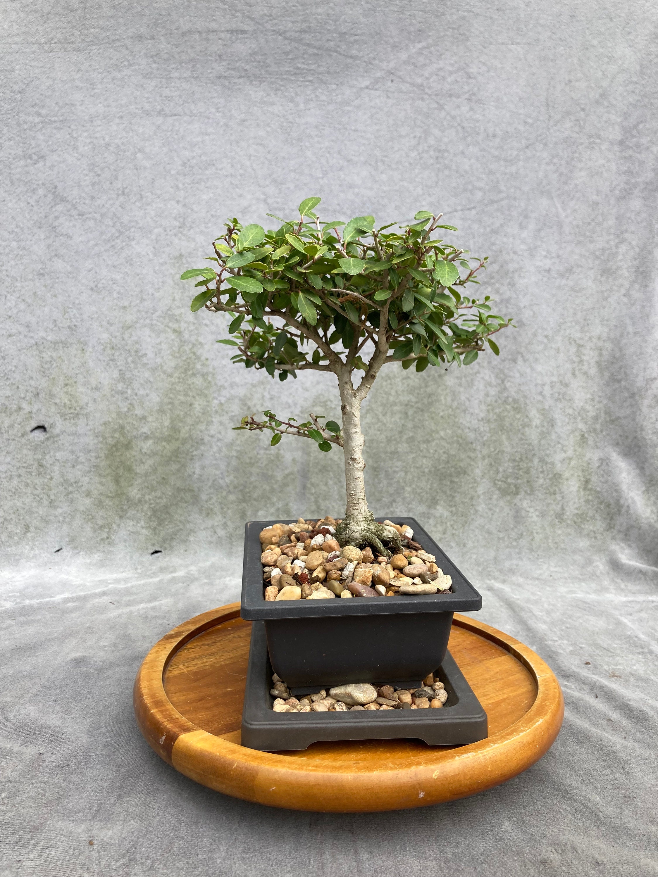 Yaupon Holly Bonsai Tree in 6 Plastic Bonsai Pot With Humidity