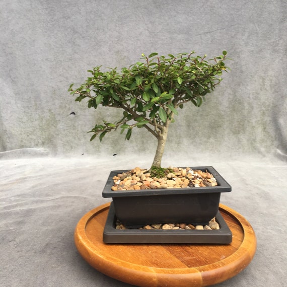 Yaupon Holly Bonsai Tree in 6 Plastic Bonsai Pot With Humidity Tray and  Gravel, Flat Canopy, 8 Years, Evergreen Flowering Outdoor Bonsai 