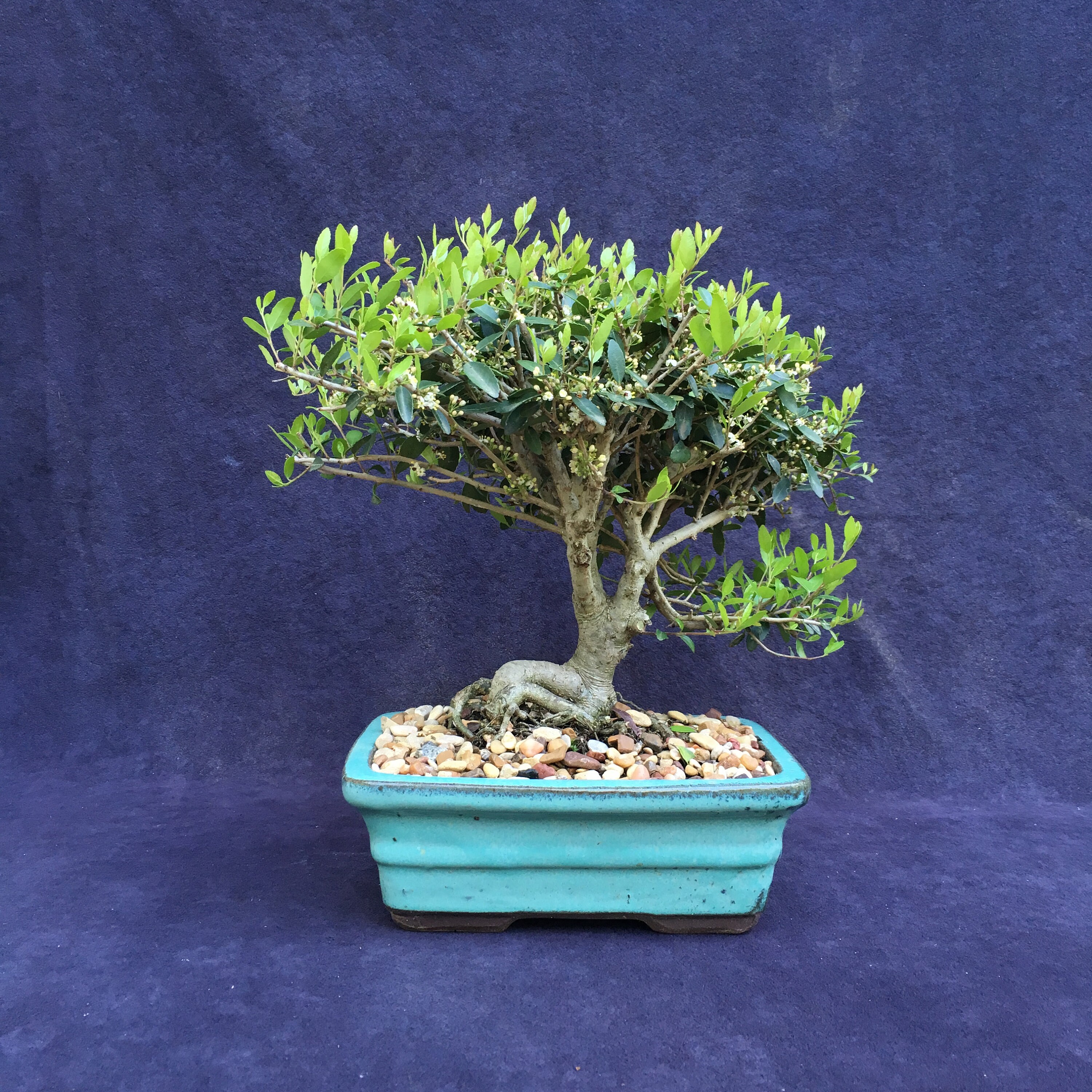 Yaupon Holly Bonsai Specimen In 8 Ceramic Bonsai Pot Etsy