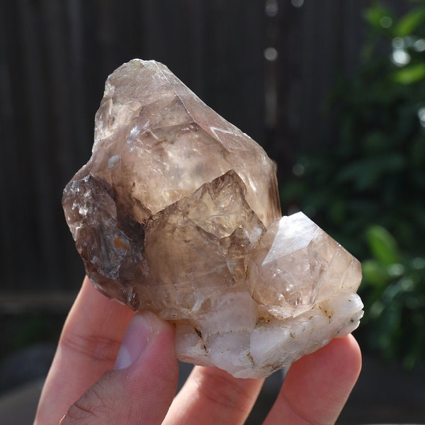 XL Elestial Scepter Head Hallelujah Junction Smokey Quartz!! 276g Amazing Specimen!! Top Quality!!