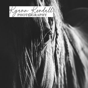 Horse Eyes