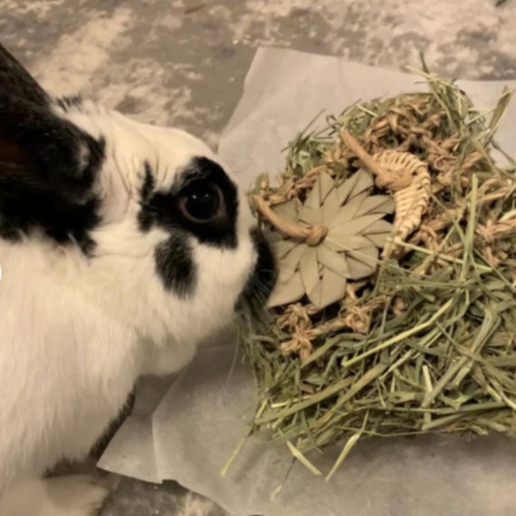 Bunny treats cheap and toys
