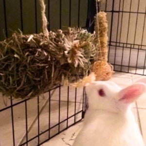 Rabbit Toy, Hanging Hay Clutch Purse, Guinea Pig Toy, Chinchilla Toy image 5