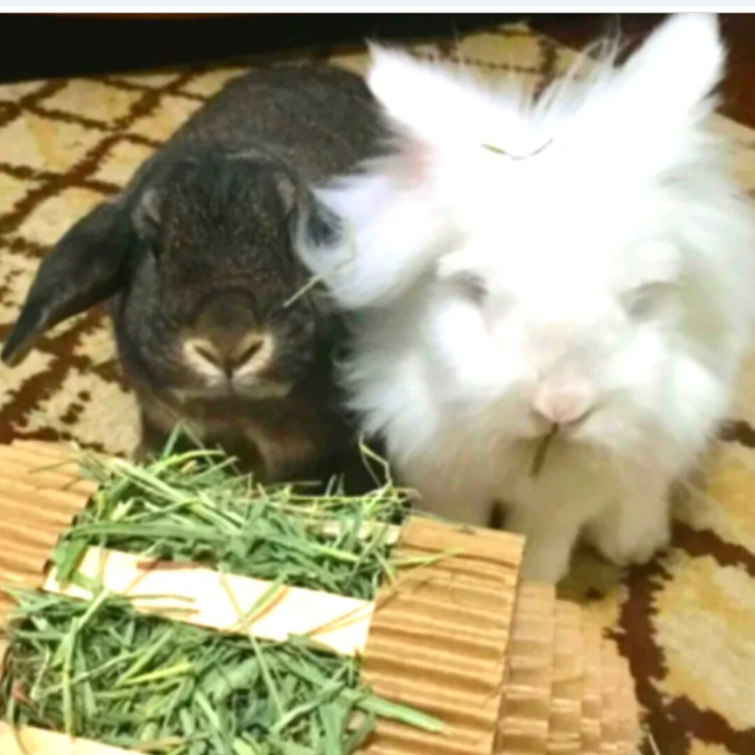 Winnie's Hay Roller: Rabbit Forage Toy, Bunny Enrichment - Etsy