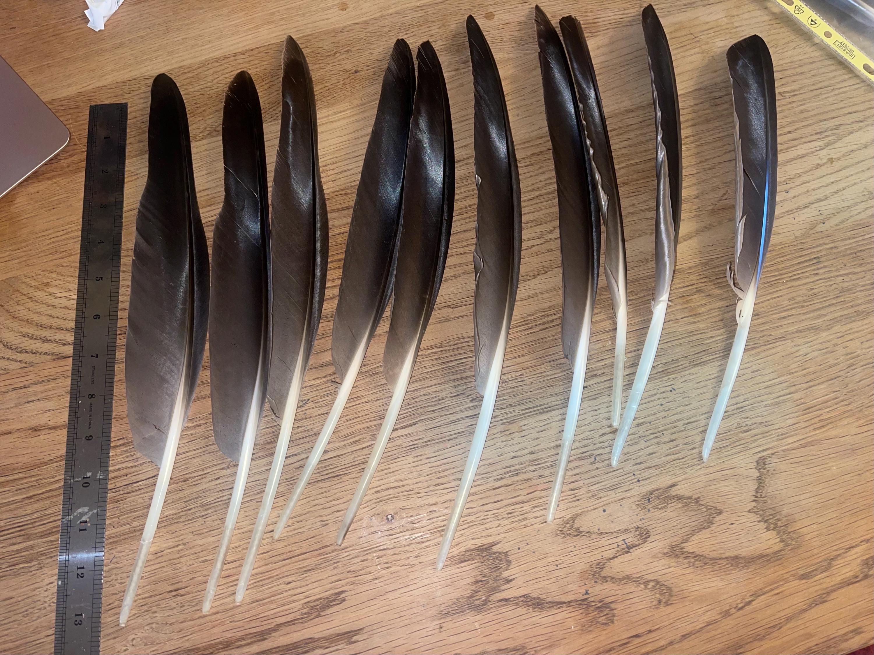 Large Canadian Goose Foraged Feather, Wing Wild Goose Feather 13