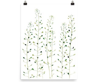 Thlaspi Plant Poster,  Botanical Art, Monochrome, Pennycress, Black, Green, 8x10, 12x16, 12x18, 16x20, 18x24, 24x36, 61x91, 50x70, 70x100,