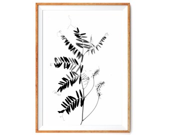 Vicia Cracca - Printable Black and White Plant Art - Vertical Monochrome Vetch Photo - 24x36"