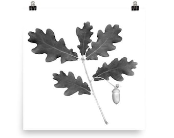 Quercus robur Poster, Botanical Wall Decor, Black and White Art, Oak Print, Monochromatic, Square poster, 10x10" 12x12" 14x14" 16x16" 18x18"