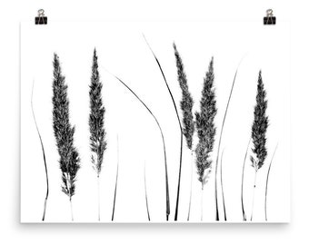 Calamagrostis Stricta II - Plant Poster, Black and White Reed Grass Print, 8x10, 12x16, 12x18, 16x20, 18x24, 24x36, 21x30, 40x50, 50x70,