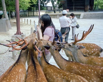 Hungry Deer in Nara Park - Nara