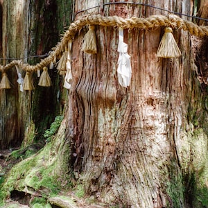 Shimenawa Encircle Sacred Trees: Koyasan, Koya Mountain
