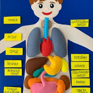 Felt Human Body Anatomy Board: Homeschool Science Play Set