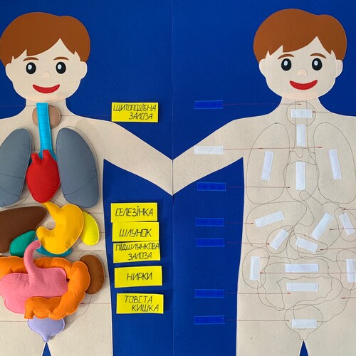 Felt Human Body Board Anatomy Materials Science Playmate Etsy