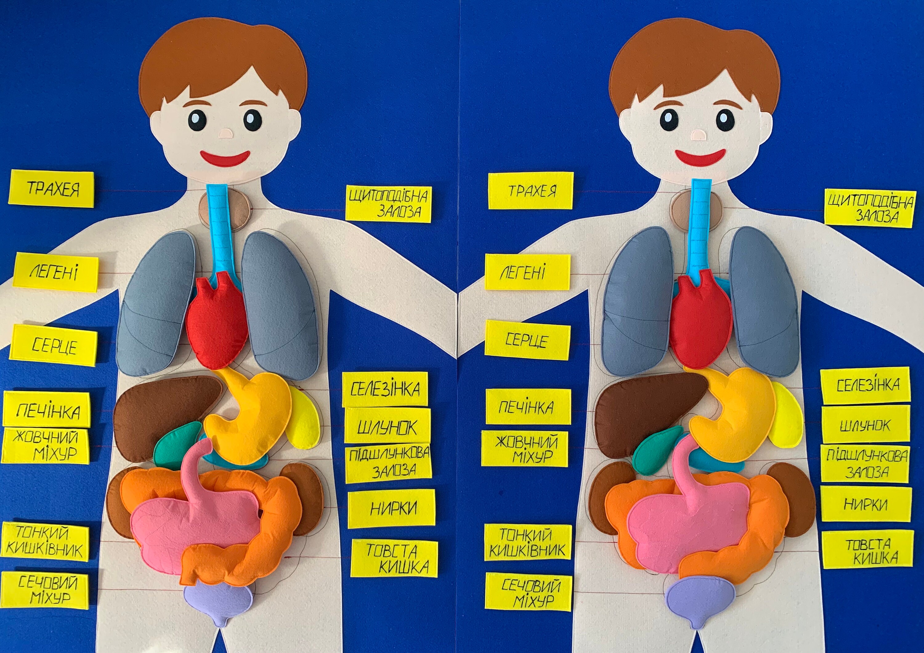 Felt Human Body Board Anatomy Materials Science Playmate Etsy Canada