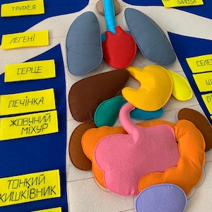 Felt Anatomy Play Set: Human Body & Organs, Science Learning