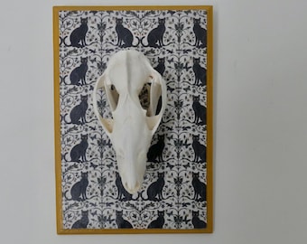 American Opossum Skull Black Cat Plaque