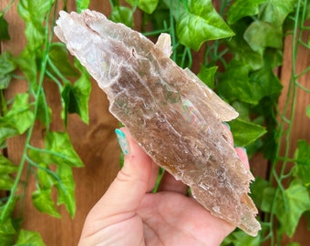 12.86 oz Natural Selenite Crystal Slab Self Collected in Southern Arizona. Large Raw Optical Selenite Crystal. You get this piece!