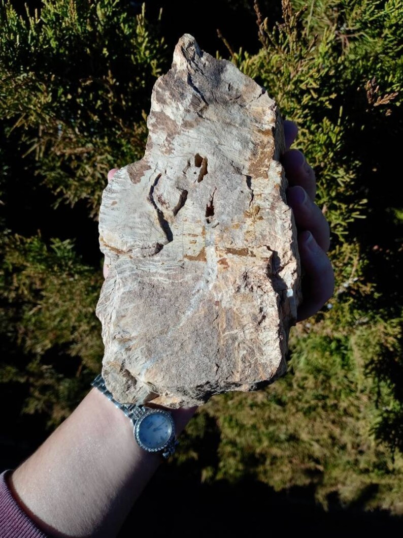 2.65 Lb Crystallized Petrified Wood From Arizona. 6 Inch. Etsy