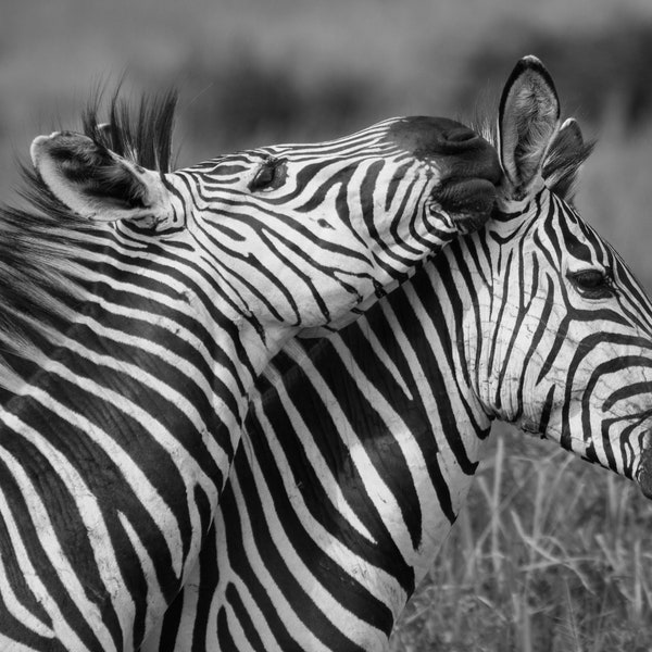 Zebra Photo Print Frame Canvas Outdoor Nature Wildlife Animal Photography Tanzania Africa Wall Art Decor Tender Caring Zebras Whisper