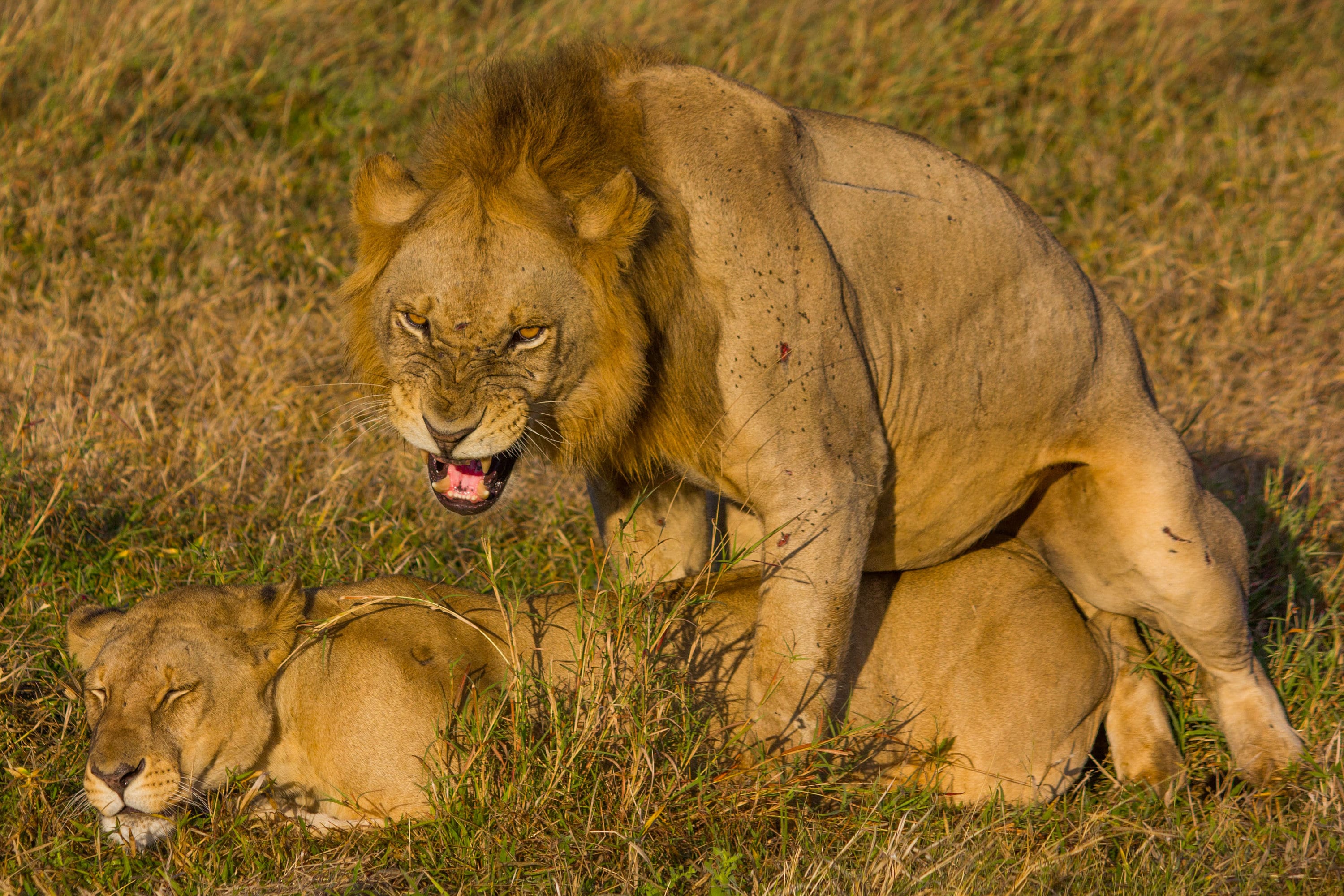 Lions Mating Photo Print Frame Canvas Outdoor Nature Wildlife - Etsy Lions Mating Photo Print Frame Canvas Outdoor Nature Wildlife - Etsy