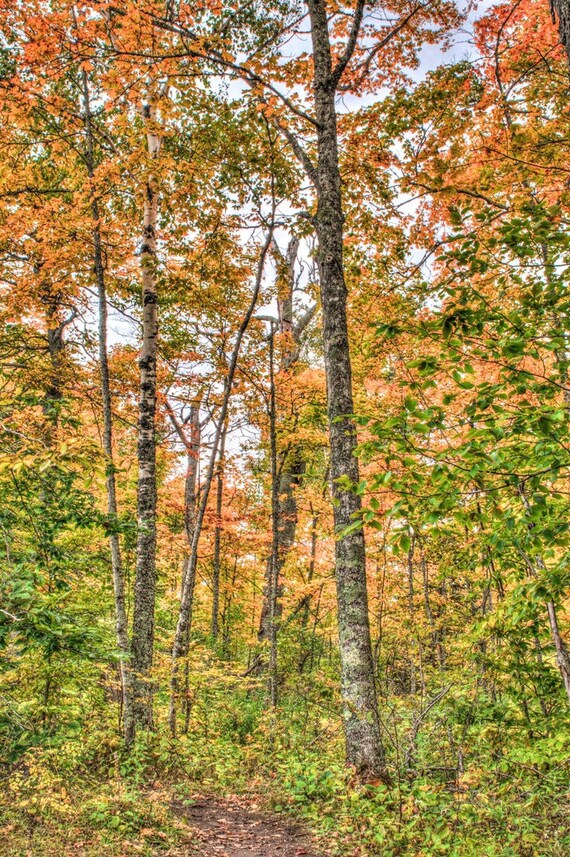 Autumn Trees Art Fall Colors Photo Print Door County Wall Hanging Wisconsin Home Decor Wildnerness Woods Artwork