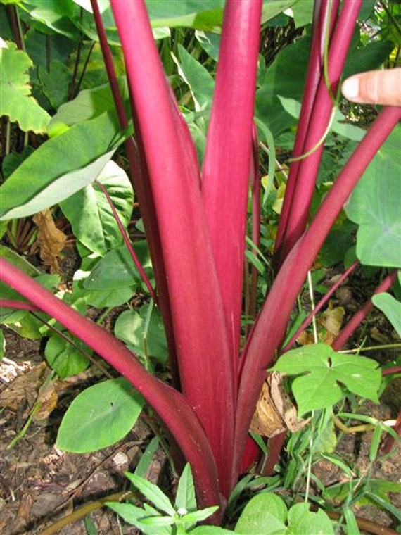 Colocasia Sangria - Etsy