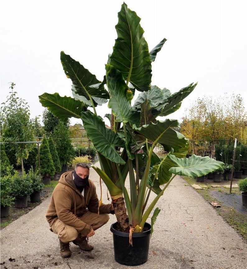 Brian's Botanicals Alocasia Kuching Mask - Thumbnail 5