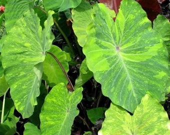 Colocasia Lemon Lime Gecko ppaf