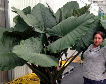Colocasia Diamond Head Elephant Ear  Glossy Black Tropical Plant  Large  Bold Foliage Garden Statement - Etsy
