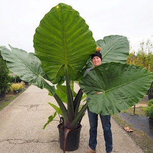 May include: A person stands next to a large, green plant with giant leaves. The plant has a dark purple stem and is potted in a black pot.