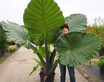 Alocasia Dark Star