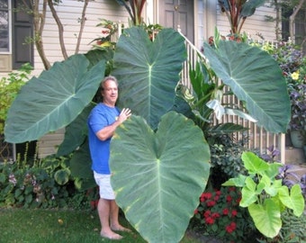 Colocasia Jacks Giant