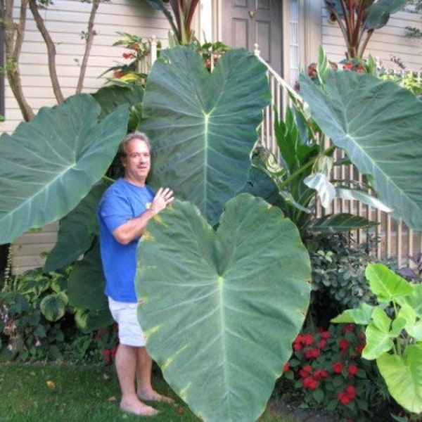 Colocasia Jacks Giant