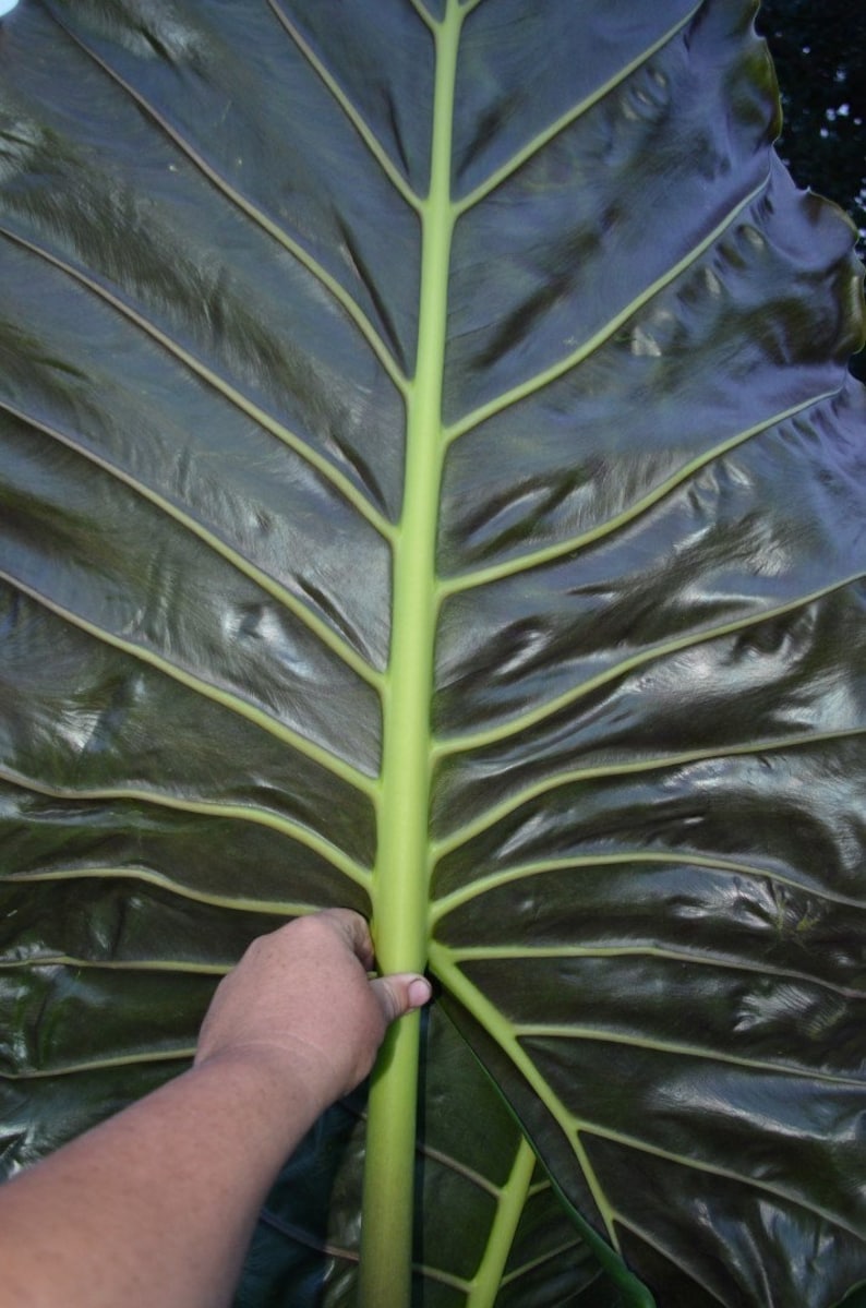 Brian's Botanicals Alocasia Kuching Mask - Thumbnail 3