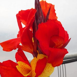 May include: A close-up of a red and yellow canna lily flower. The flower has a vibrant red color with yellow spots and a yellow center.