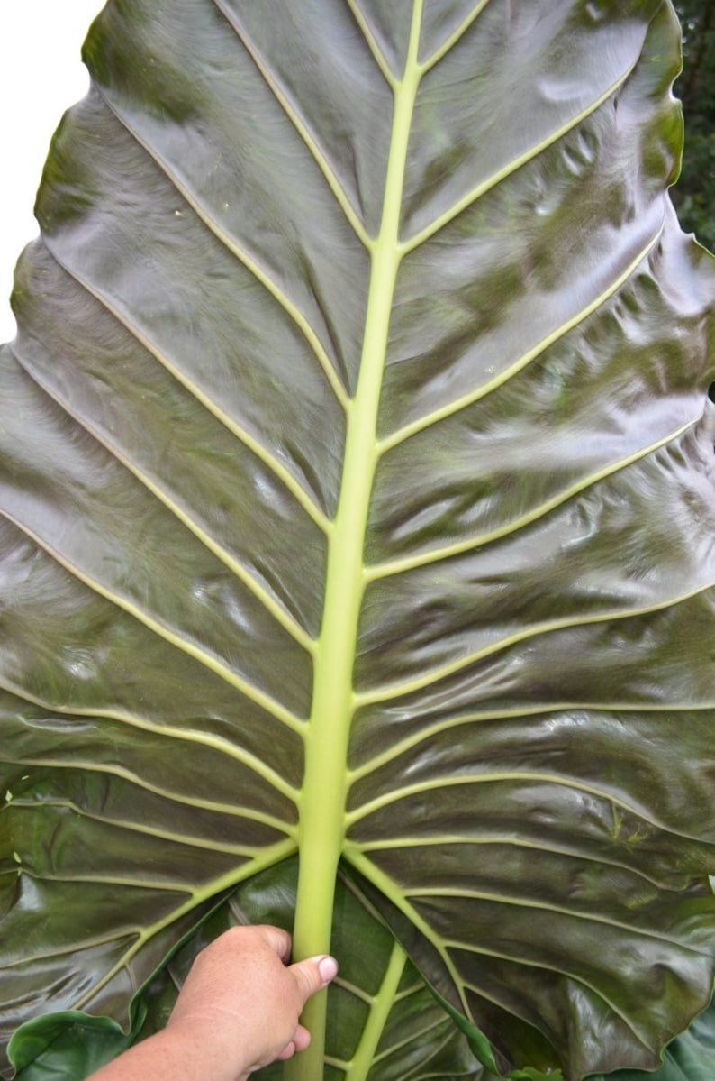 Brian's Botanicals Alocasia Kuching Mask - Thumbnail 2