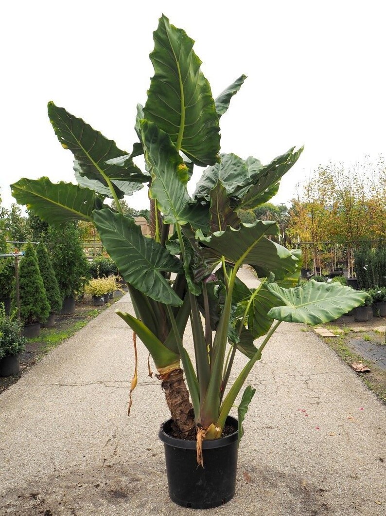 Brian's Botanicals Alocasia Kuching Mask