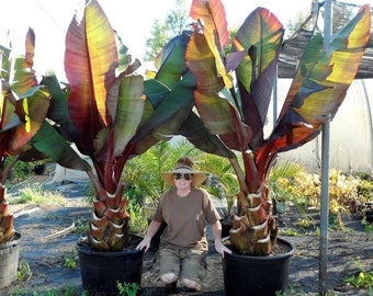 Ensete Maurellii