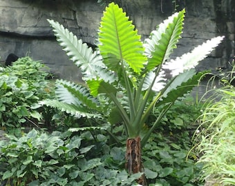 Alocasia x portora