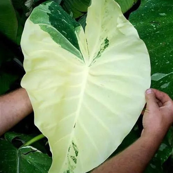 Colocasia Elepaio (Milky Way)-Elephant Ear