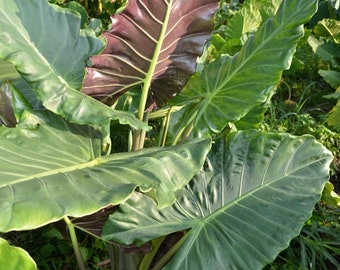 Alocasia Kuching Mask PPAF