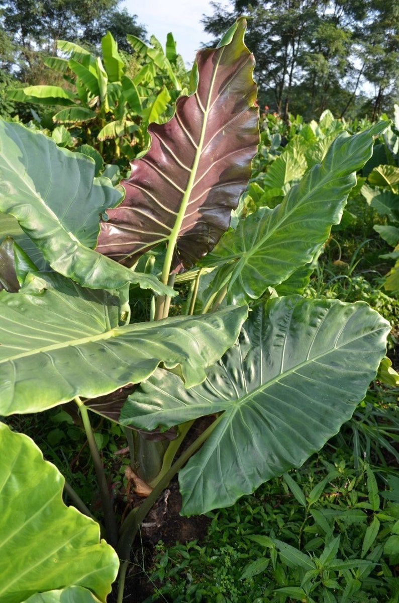 Brian's Botanicals Alocasia Kuching Mask - Thumbnail 4